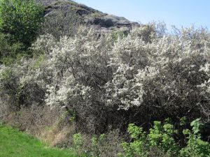 slanbarsbuske_i_blom_g_1000px