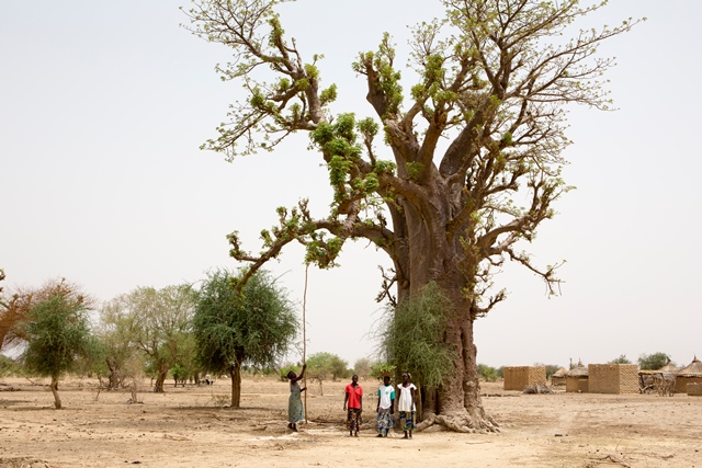 baobabpulver Women-from-Barsalogho-Burkina-Faso-collect-Baobab-leaves