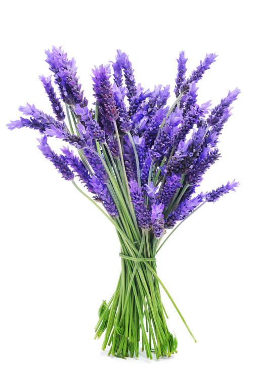 Lavendel