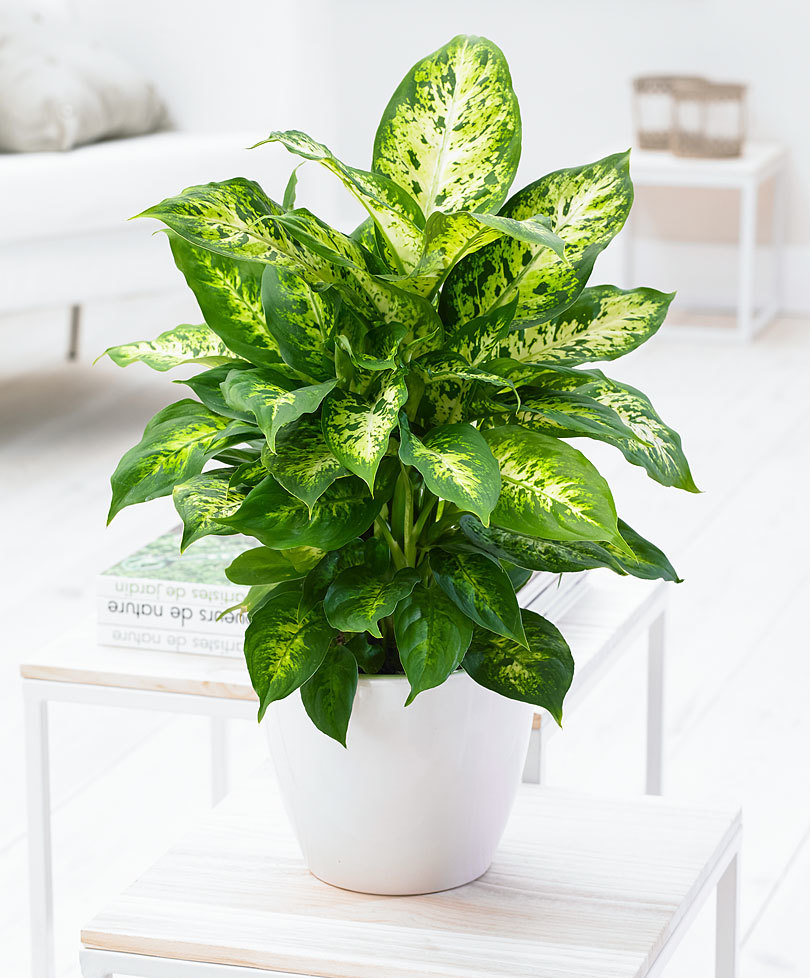 71900-00-baki_20150910103443