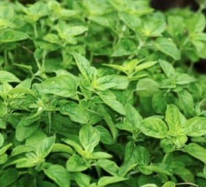oregano