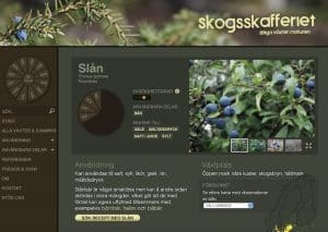 skogsskafferiet